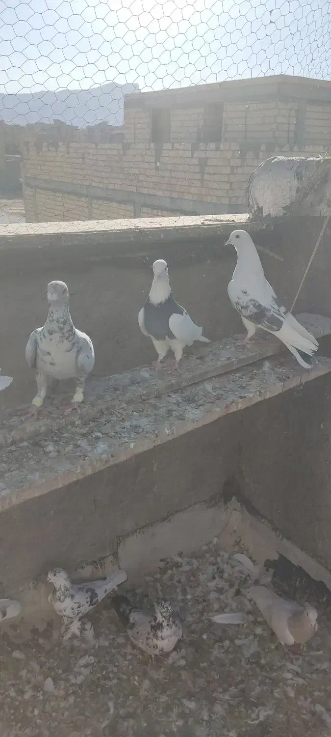 فروش ب دلیل جابجایی|پرنده|فولادشهر, A6|دیوار