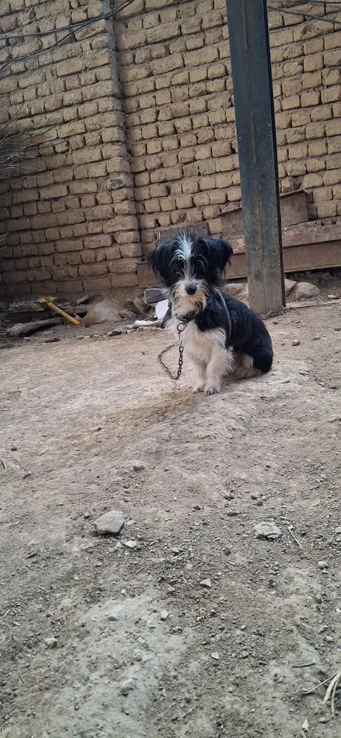 پا کوتا|سگ|گیان, |دیوار