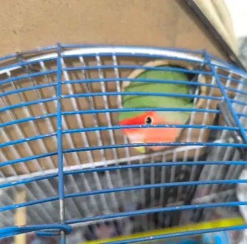 طوطی برزیلی|پرنده|همدان, |دیوار