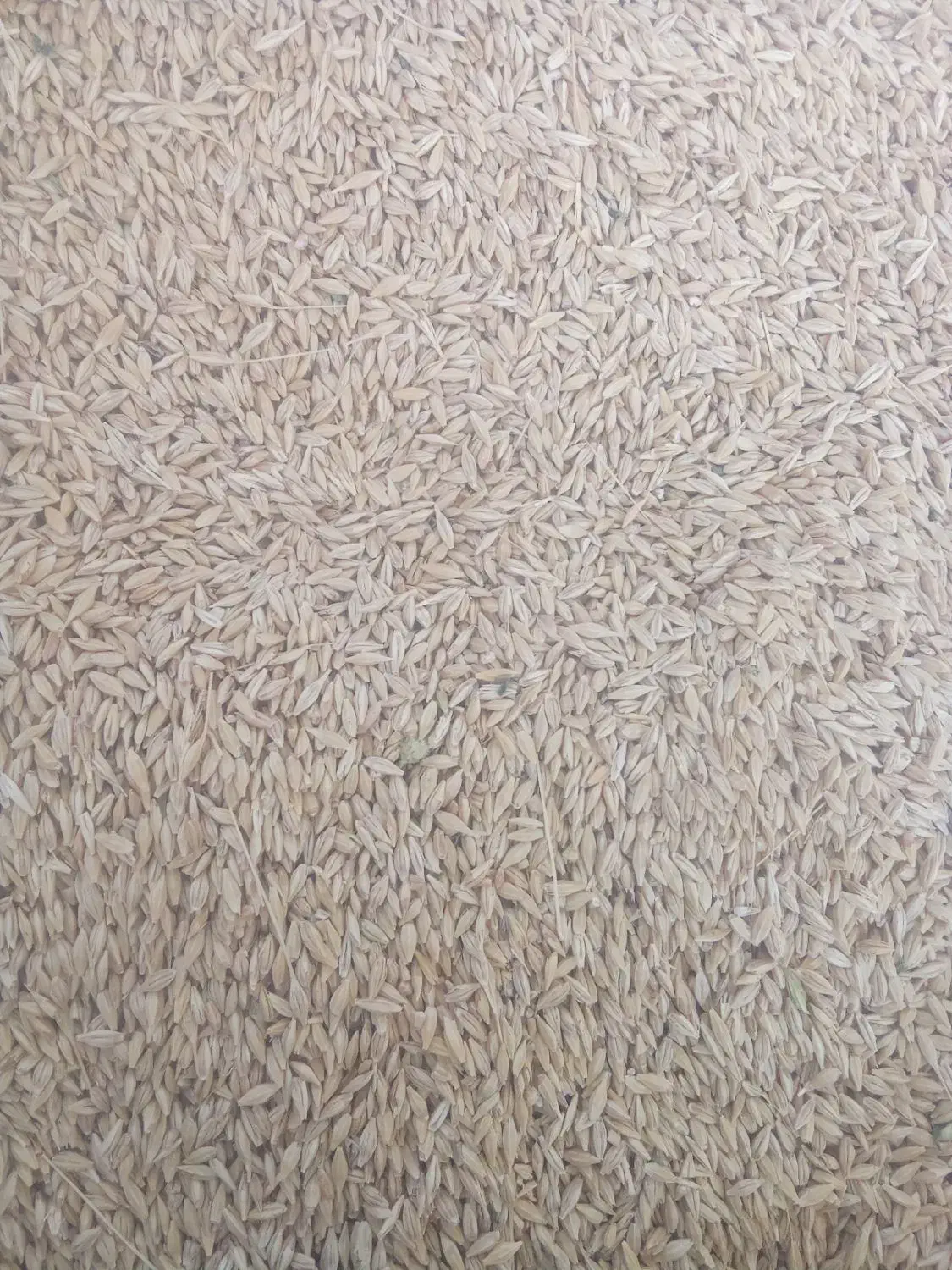 جوبذری|گل و گیاه طبیعی|ساروق, |دیوار