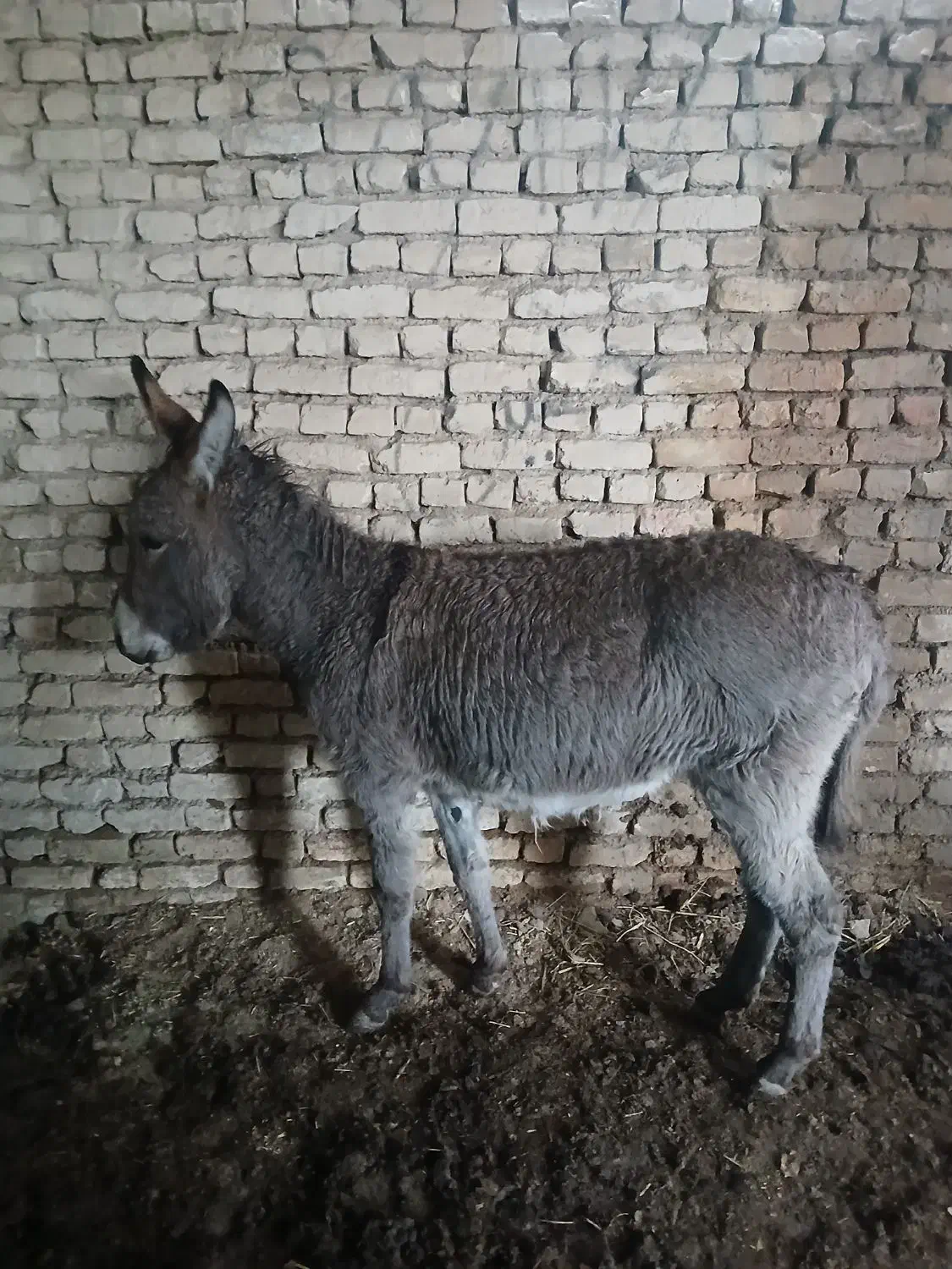 خرماده|حیوانات مزرعه|اصفهان, ارداجی|دیوار