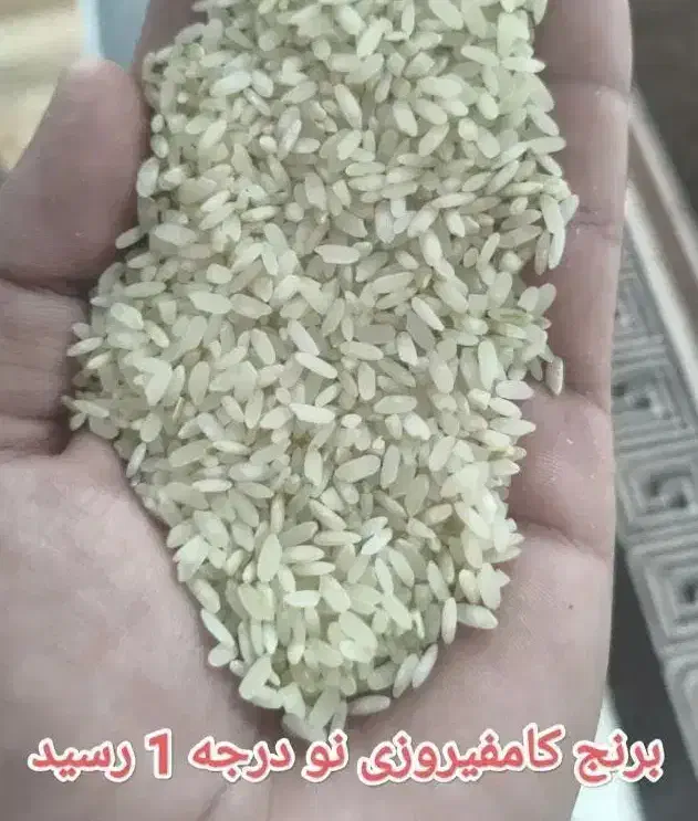 برنج کامفیروزی  درجه یک|خوردنی و آشامیدنی|شیراز, ملاصدرا|دیوار