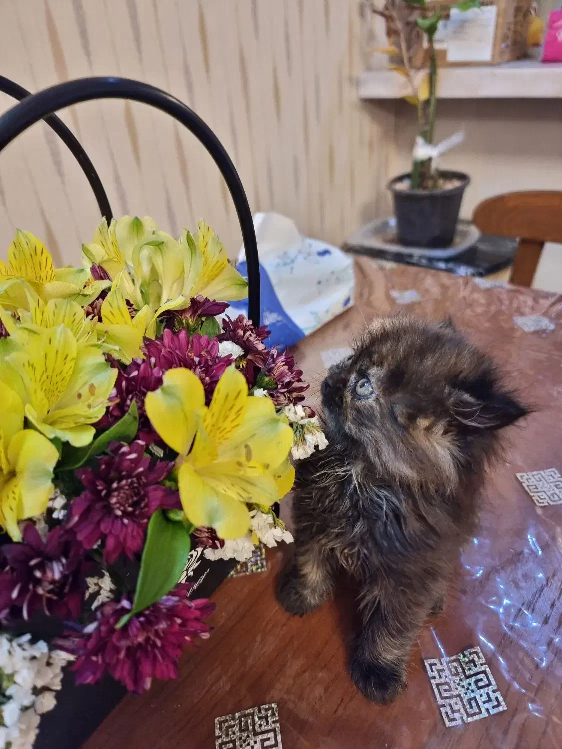 گربه اسکاتیش فولد لانگ هیر|گربه|تهران, جنت‌آباد مرکزی|دیوار