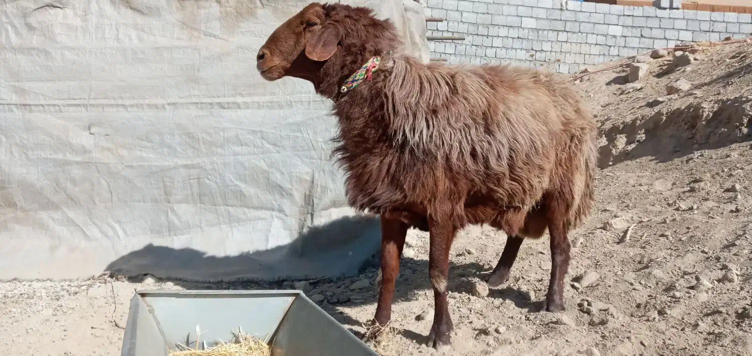 فروشی|حیوانات مزرعه|چنارود, |دیوار