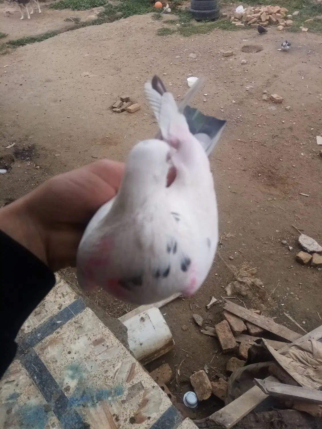 کبوتر|پرنده|سیمین شهر, |دیوار