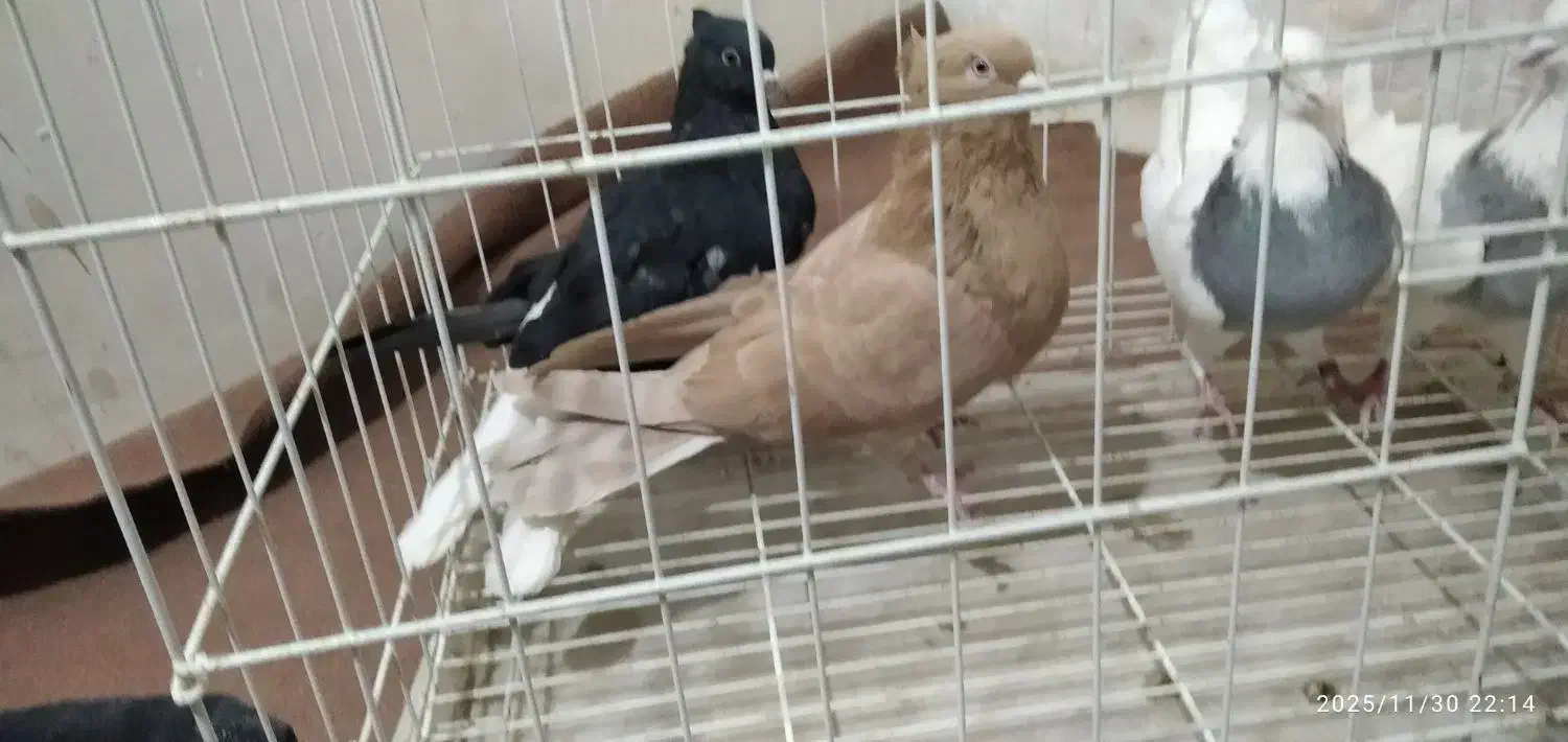 طوقی صحرای نباشد  و دم سفید|پرنده|همدان, |دیوار