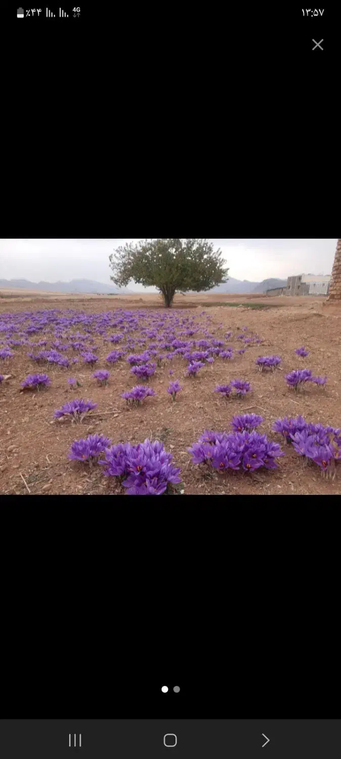 چیدن وپاک کردن زعفران|خدمات باغبانی و درختکاری|خرم‌آباد, |دیوار