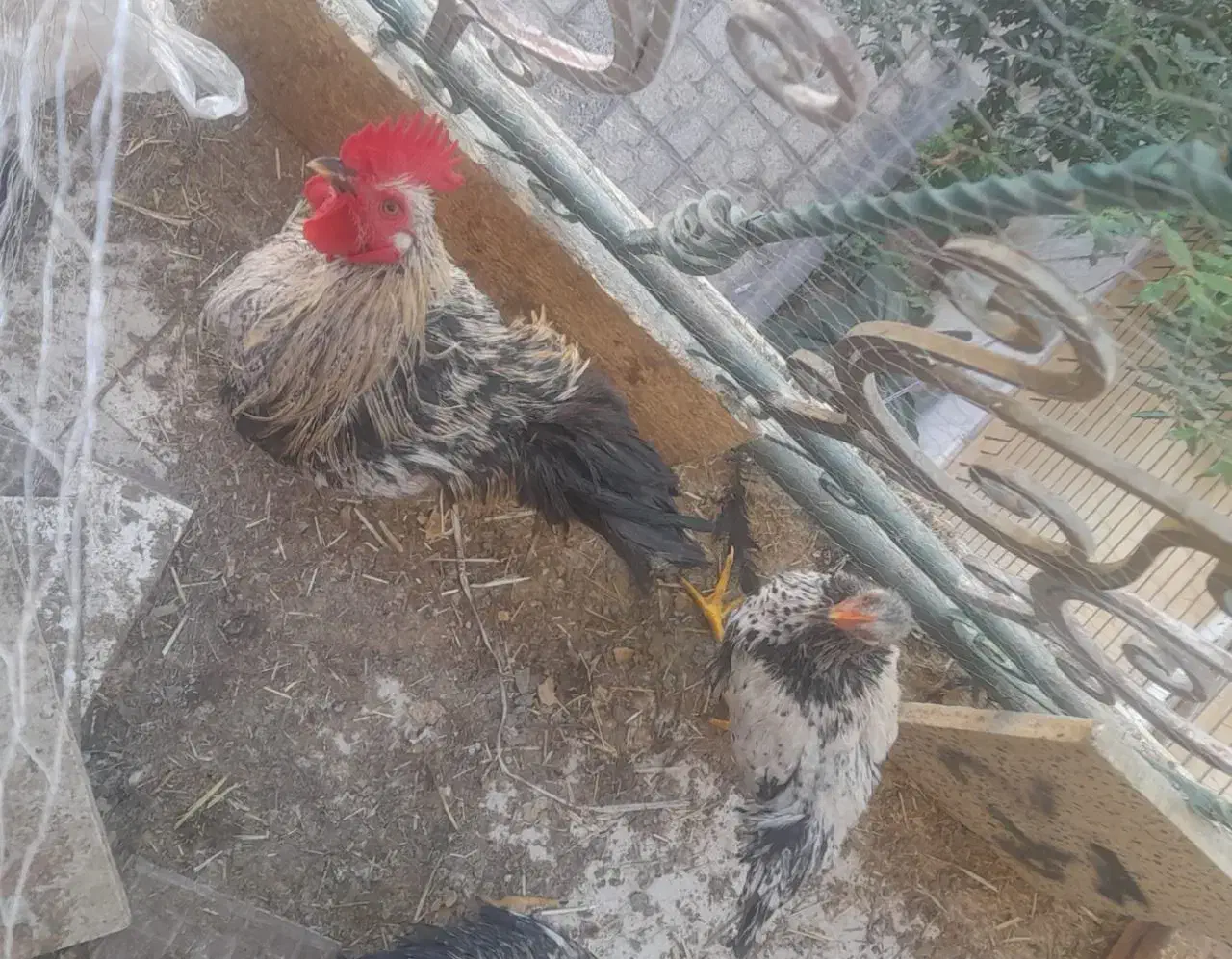 مرغ و خروس محلی بالغ|حیوانات مزرعه|بروجن, |دیوار