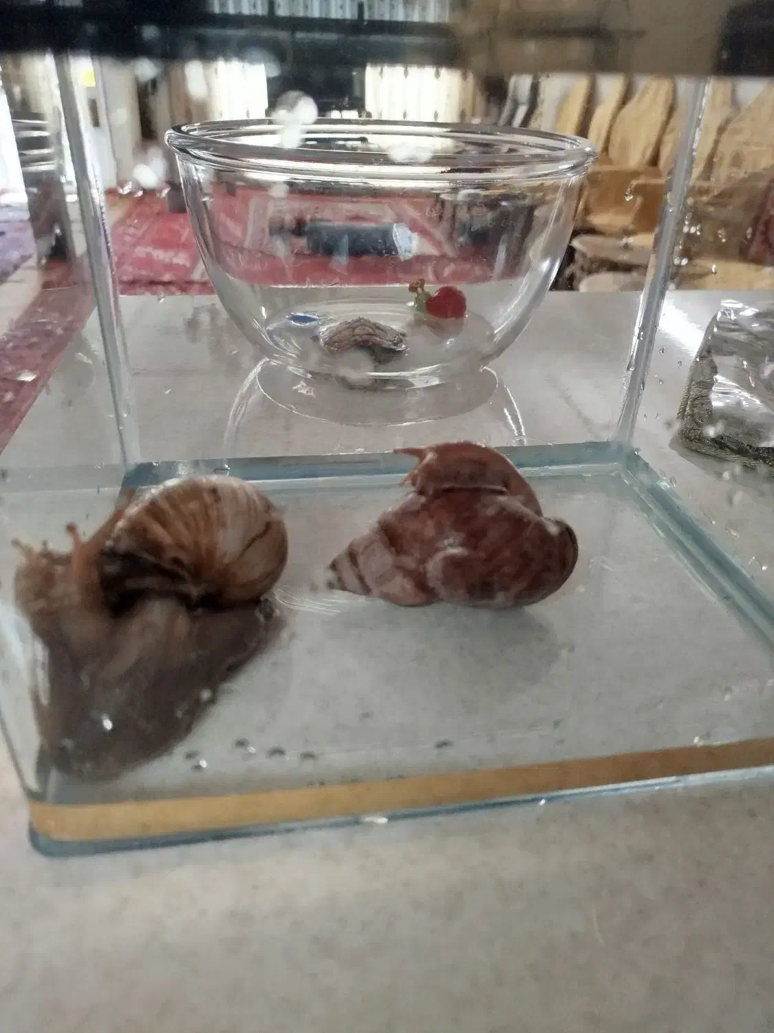 دوتاحلزون سایز20 سانتی|خزنده|تبریز, |دیوار