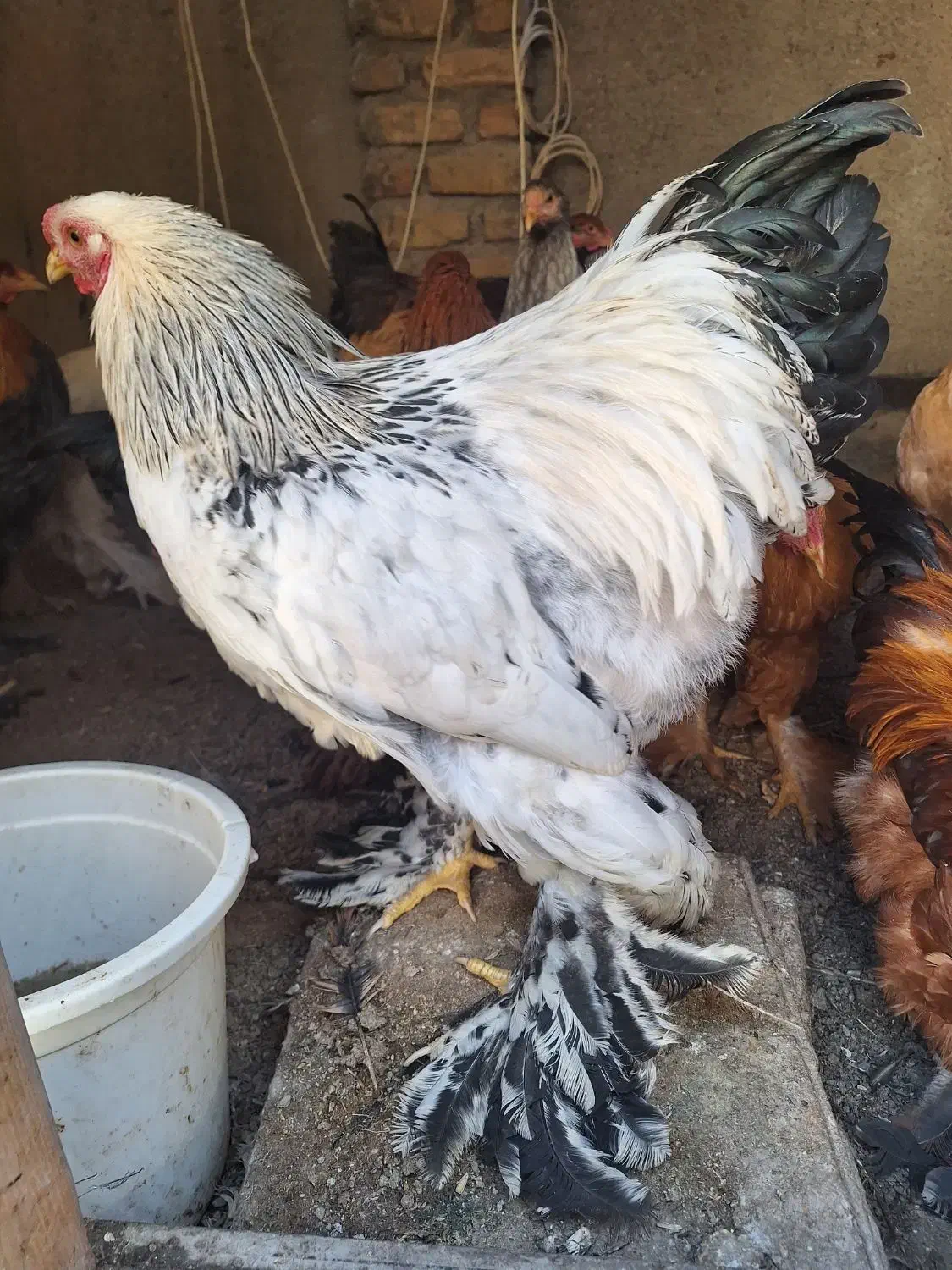 خروس برهمایی|حیوانات مزرعه|مشهد, کوشش|دیوار