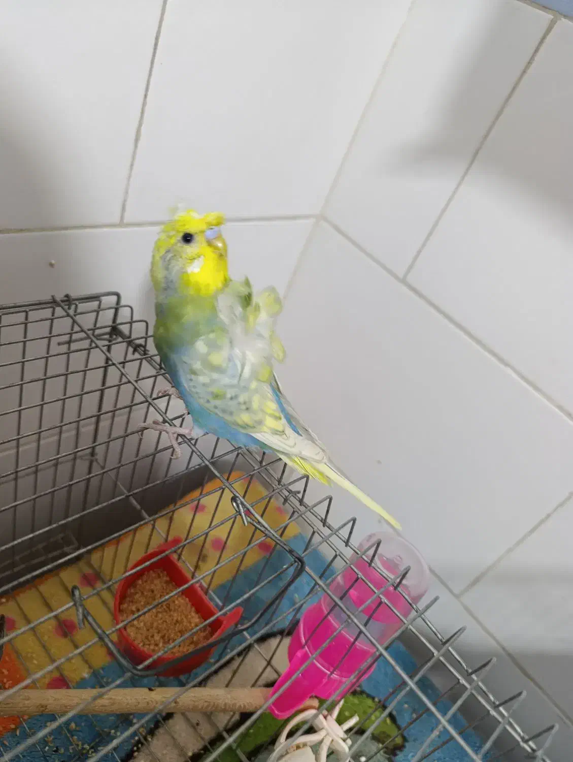 فروش مرغ عشق پروانه ای نر جوان|پرنده|برازجان, |دیوار