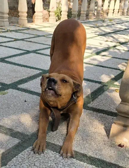 پیت بول|سگ|شهریار, بکه|دیوار