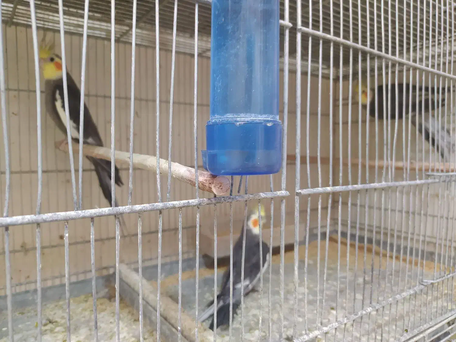 عروس هلندی|پرنده|تبریز, |دیوار