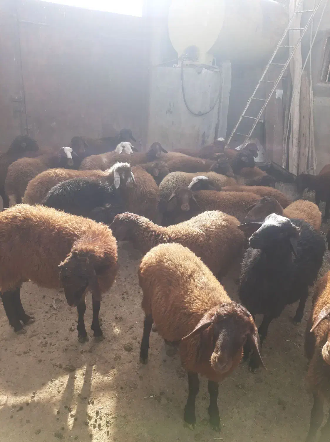 ۳۰عددبره داشتی نر و ماده|حیوانات مزرعه|مهربان, |دیوار