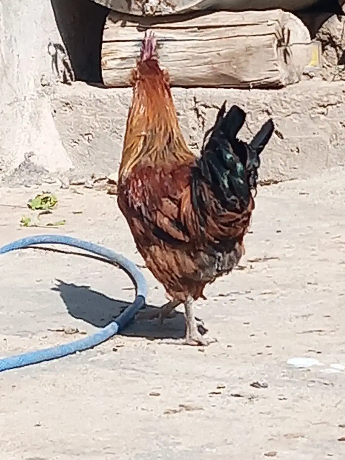 خروس فروشی|حیوانات مزرعه|درودزن, |دیوار