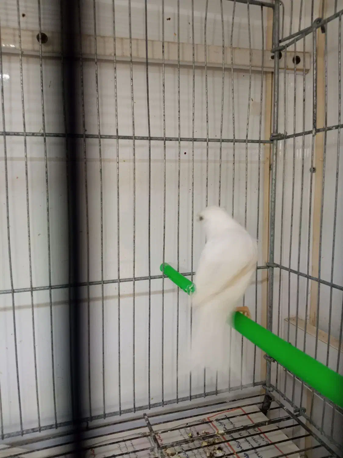 جفت قناری|پرنده|بیرجند, |دیوار