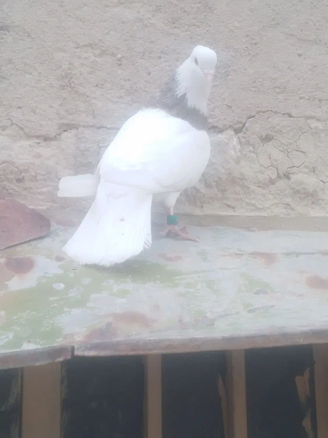 طوقی|پرنده|مسجد سلیمان, |دیوار