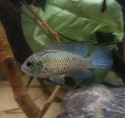 فروش و معاوضه تعدادی ماهی|ماهی|کرمانشاه, |دیوار