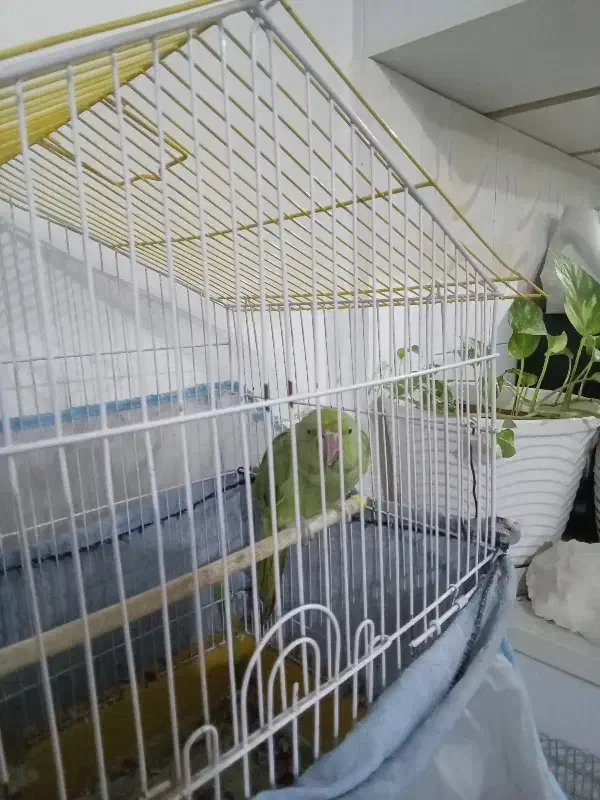 طوطی ملنگو|پرنده|پاکدشت, پاکدشت (مامازند)|دیوار