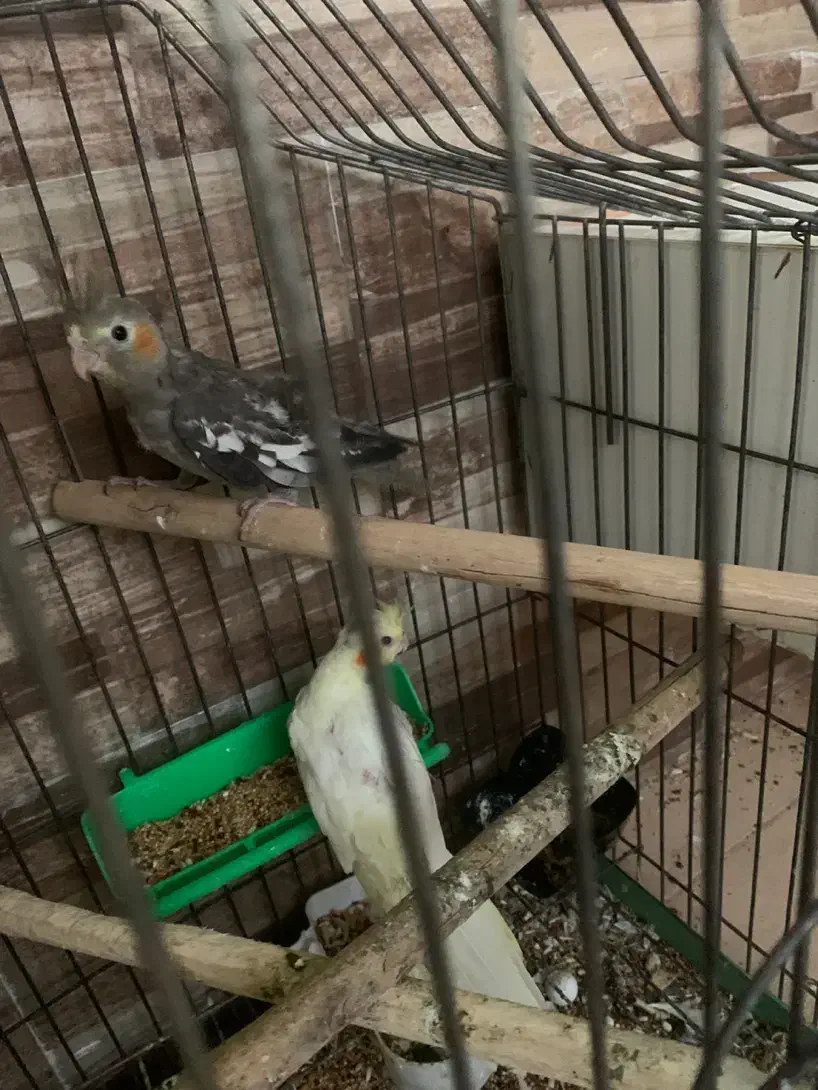 تعدادی عروس هلندی|پرنده|بندرعباس, |دیوار