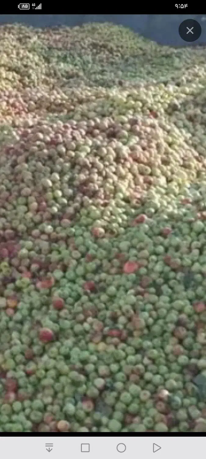 خریدار سیب ضایعات|خدمات باغبانی و درختکاری|میانه, |دیوار