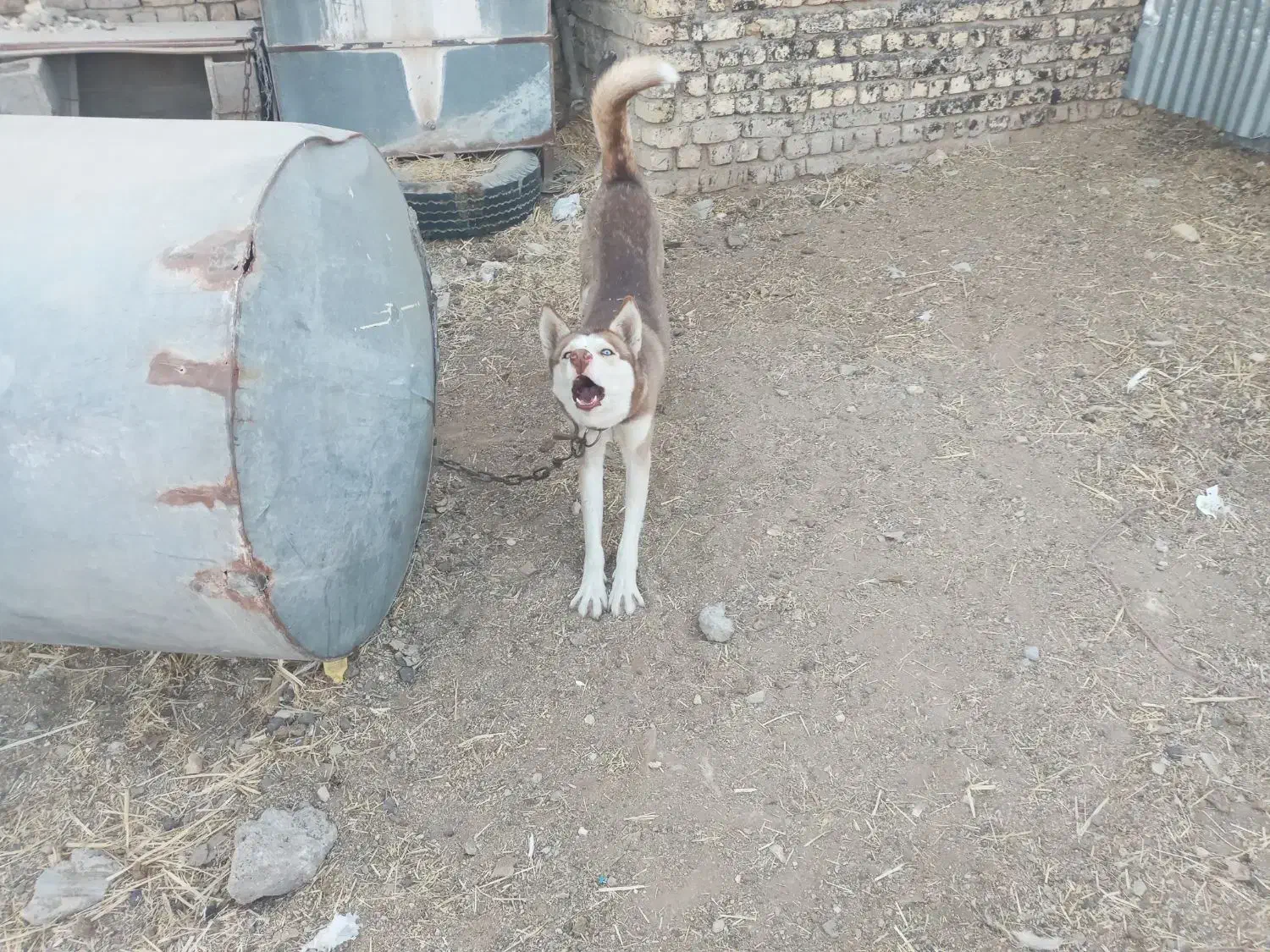 سگ هاکسی|سگ|طسوج, |دیوار