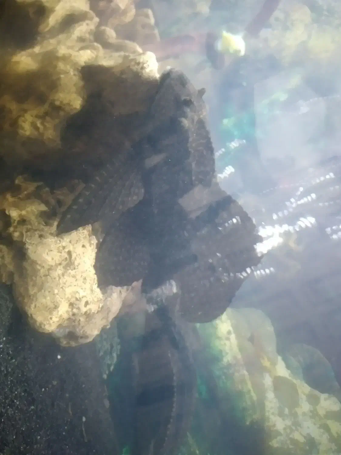 ماهی لجن خوار.یک میلیون تومن|ماهی|تهران, جیحون|دیوار