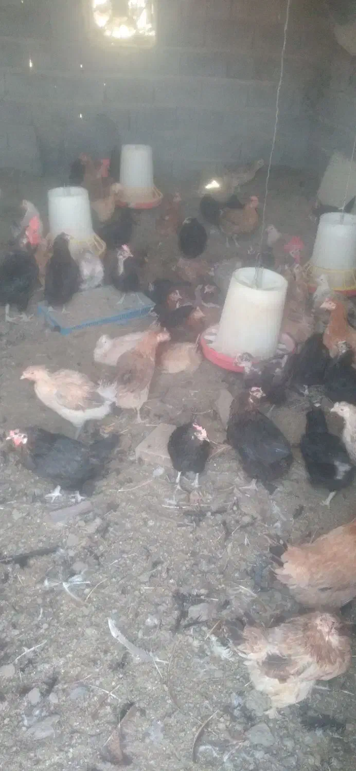 مرغ تخمی نژاد دار|حیوانات مزرعه|جبالبارز, |دیوار