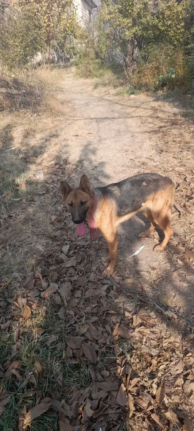 سگ ژرمن ماده|سگ|بومهن, |دیوار