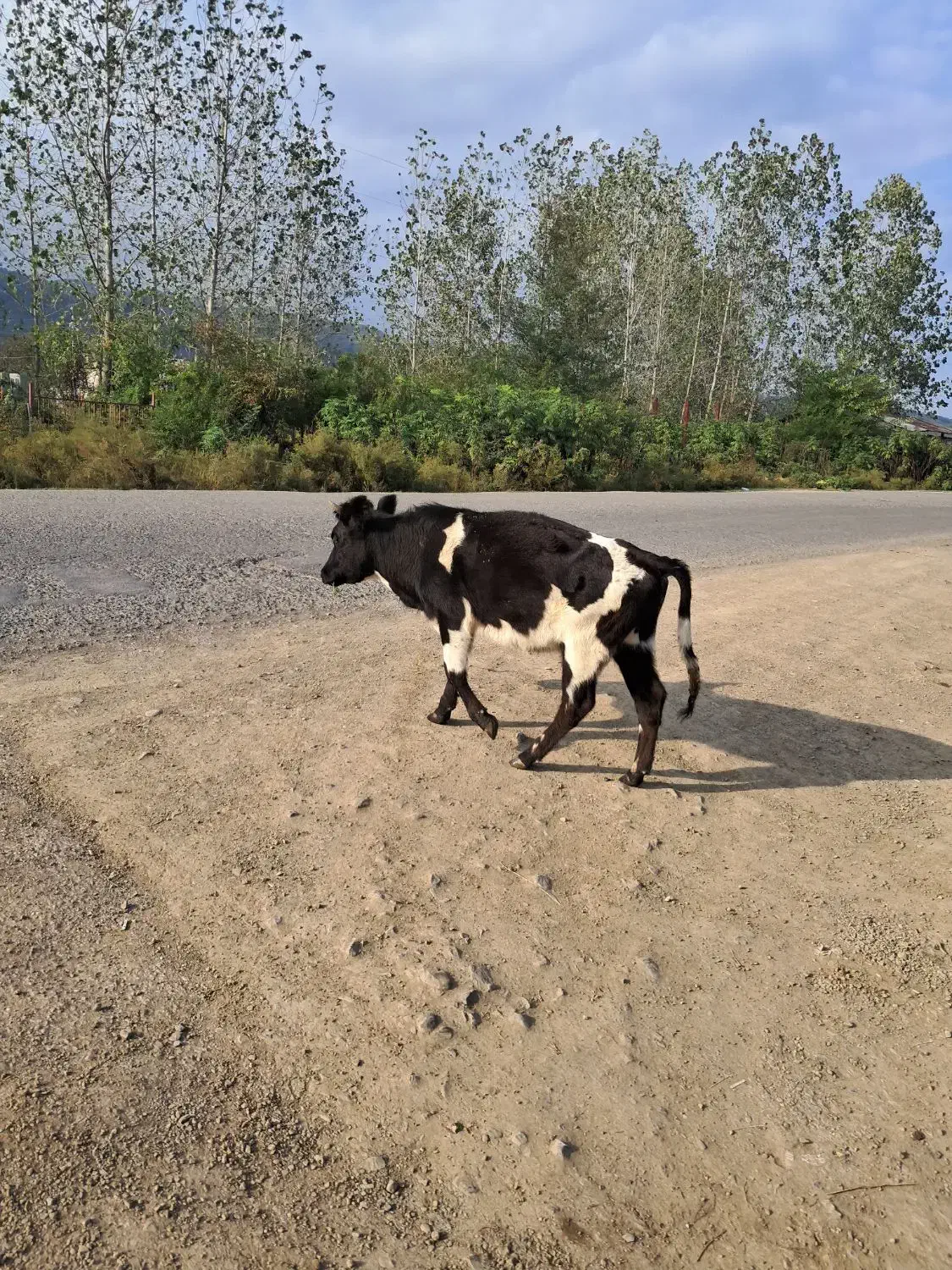 گاومحلی|حیوانات مزرعه|شاندرمن, |دیوار