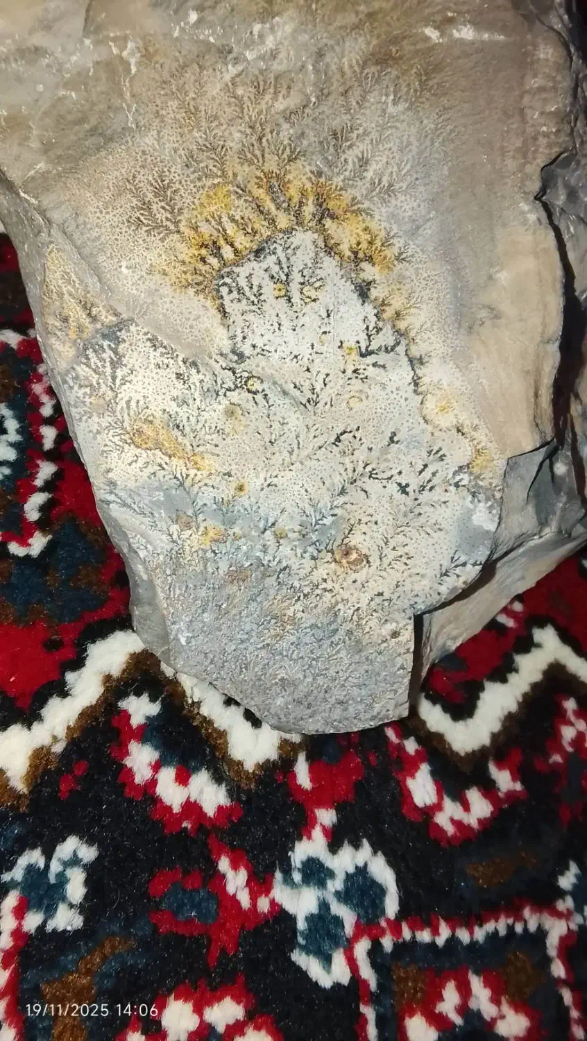 شجر کوهی|جواهرات|موچش, |دیوار