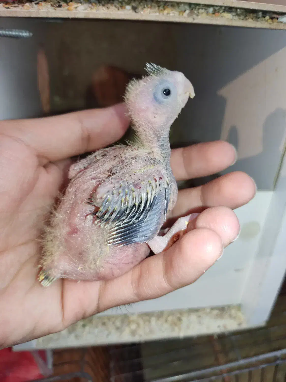 دو عدد جوجه عروس هلندی گلباقالی سرلاکی|پرنده|کرمان, |دیوار