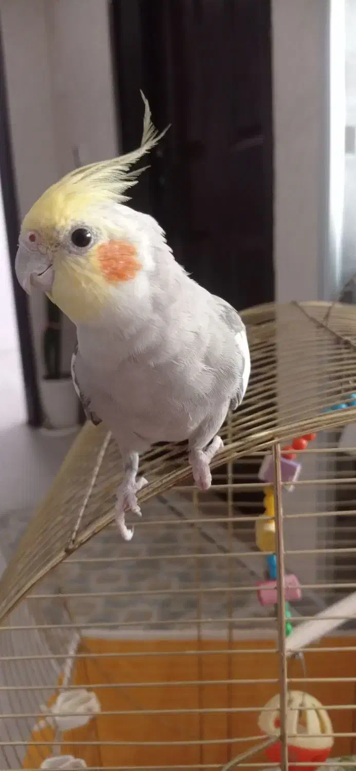 عروس هلندیم گم شده|حیوانات|فولادشهر, مسکن مهر فولادشهر|دیوار