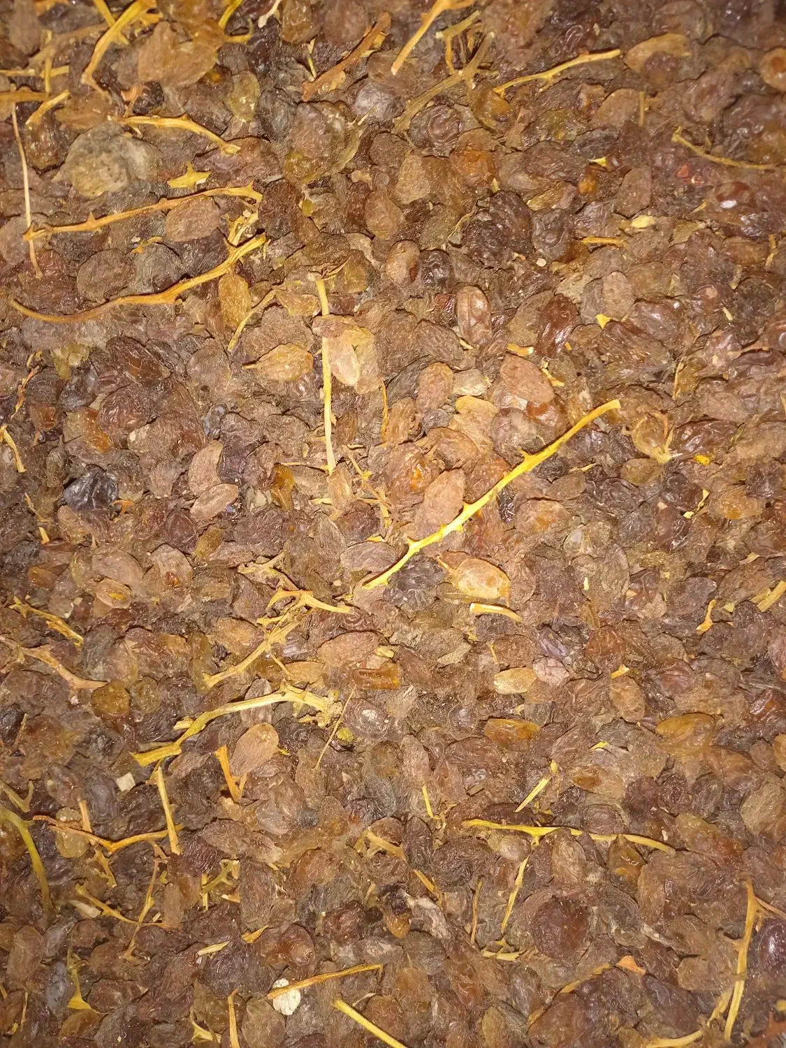 کشمش افتابی|خوردنی و آشامیدنی|نیشابور, فضل|دیوار