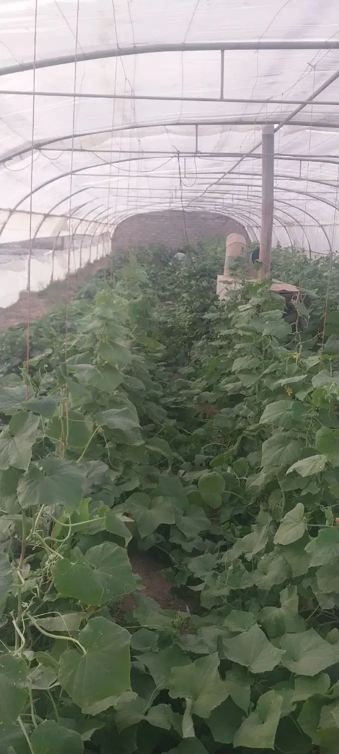 نیازمند کارگر کشتگر|استخدام صنعتی، فنی، مهندسی|زهک, |دیوار