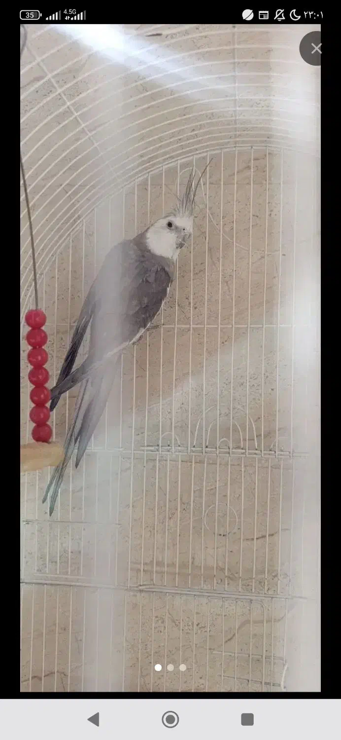 عروس هلندی تعداد|پرنده|قم, شهرک طالقانی|دیوار