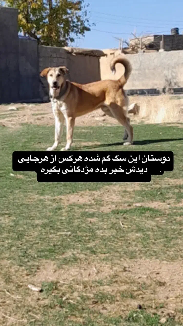 سگ پژدر نر گمشده|سگ|صحنه, |دیوار