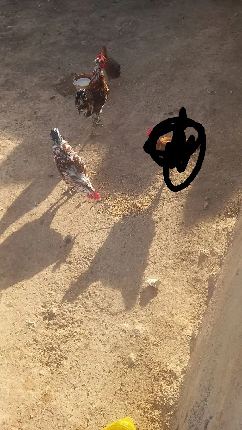 خروس|حیوانات مزرعه|منج, |دیوار