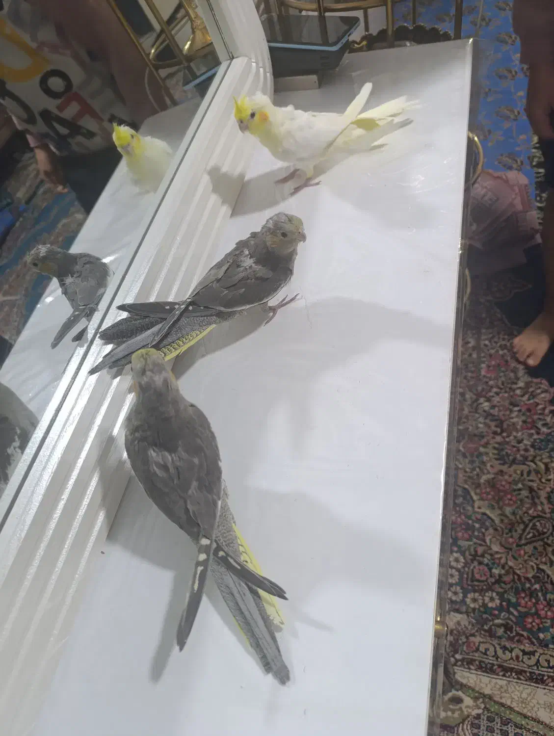 جوجه عروس ۳ماه نژاد سخنگو|پرنده|کرمان, |دیوار