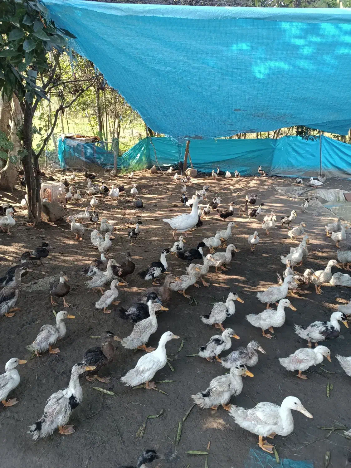 اردک چهارماهه پکنی|حیوانات مزرعه|شلمان, |دیوار