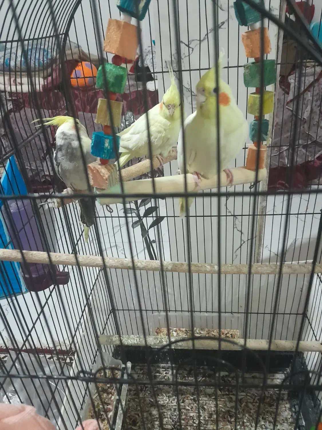 طوطی سالم به ضمانت|حیوانات مزرعه|رشت, سعدی (تختی)|دیوار