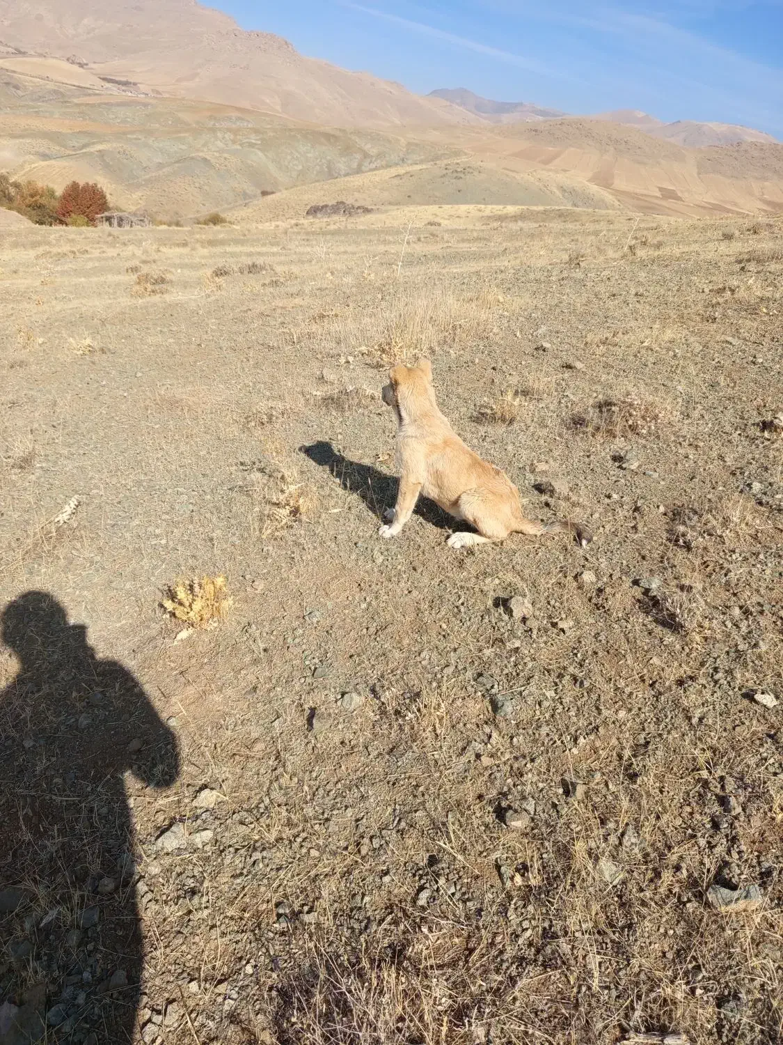 توله سگ پژدر گمشده|سگ|بیلوار, |دیوار