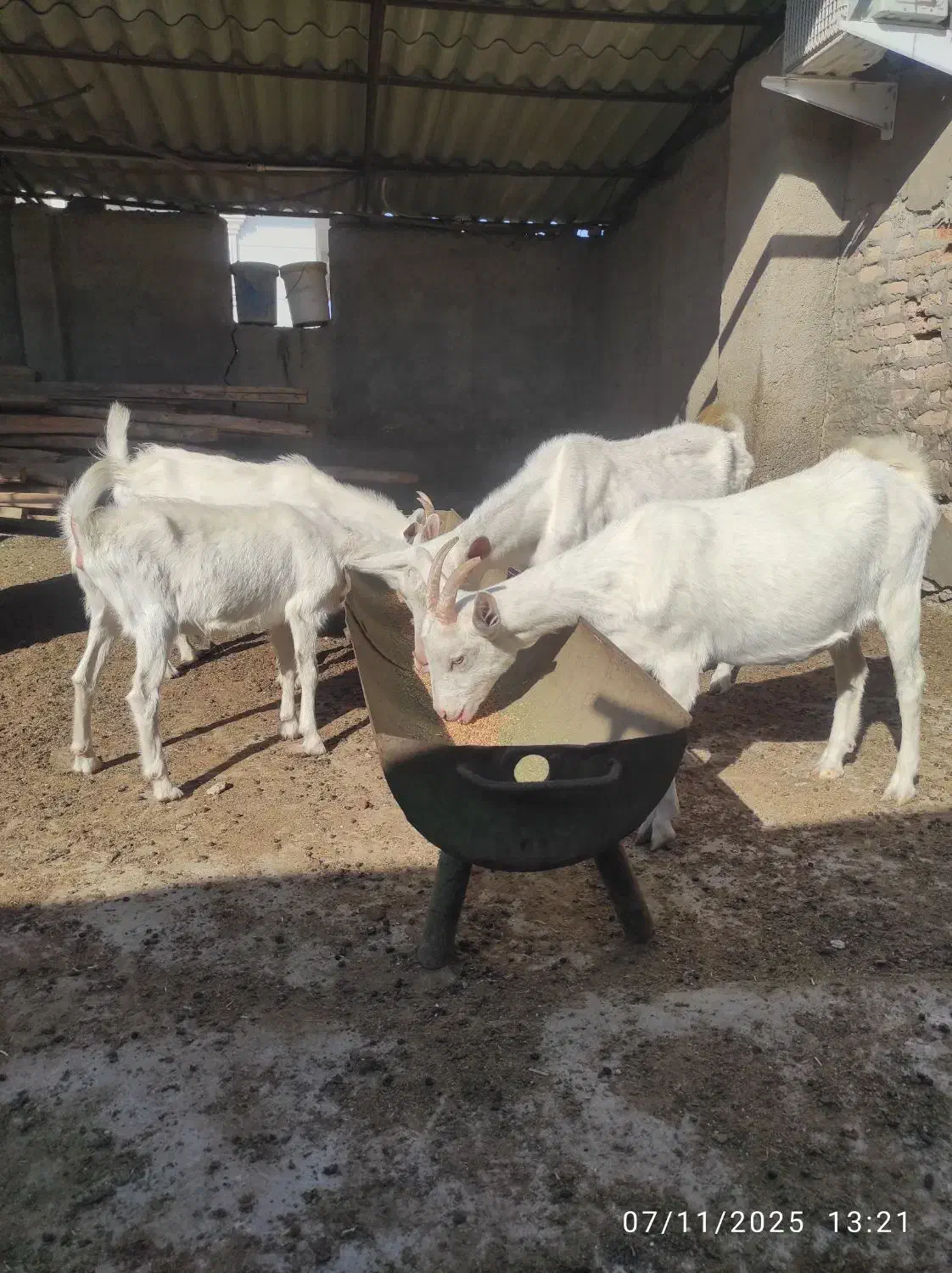 بز سانن درجه یک|حیوانات مزرعه|سیمین شهر, |دیوار