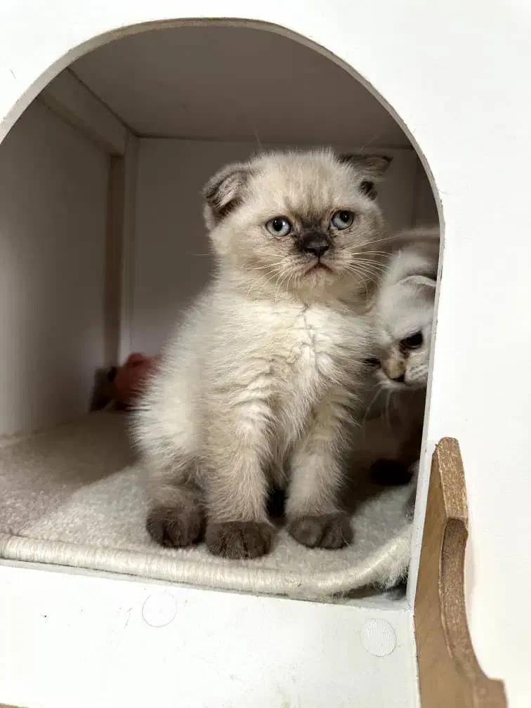 گربه اسکاتیش بیریتیش|گربه|اصفهان, مهدی آباد|دیوار