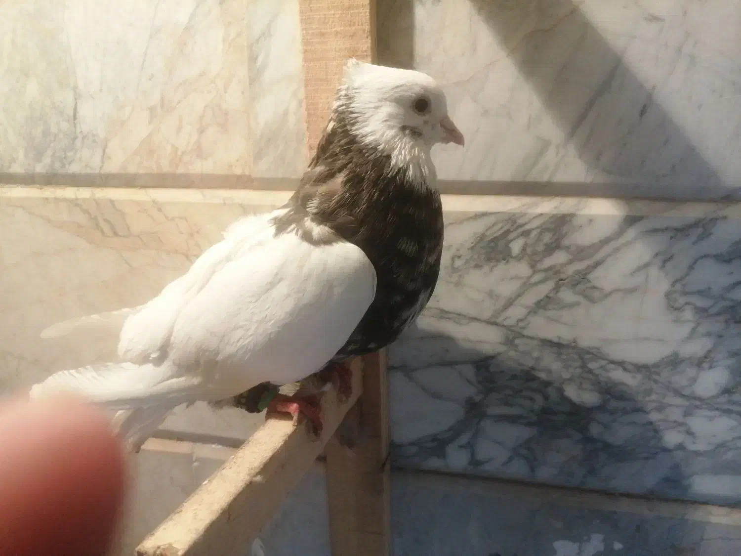 طوقی هفت رنگ نر آس و عطیقه 700|پرنده|تربت‌حیدریه, شهید قرنی|دیوار