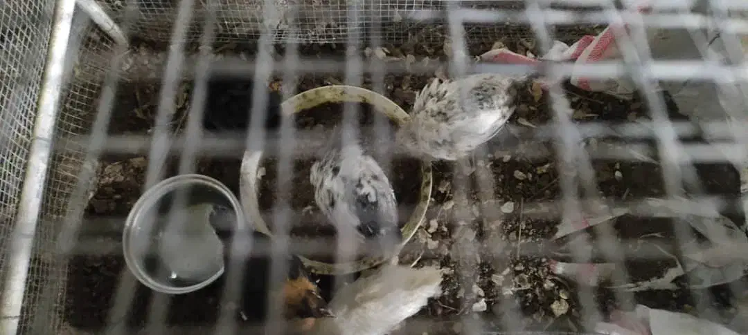 جوجه مرغ محلی|حیوانات مزرعه|سبزوار, ابوریحان|دیوار