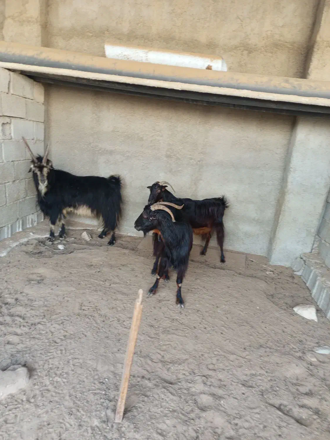 دوتا بز ،با یک پازن|حیوانات مزرعه|برازجان, |دیوار