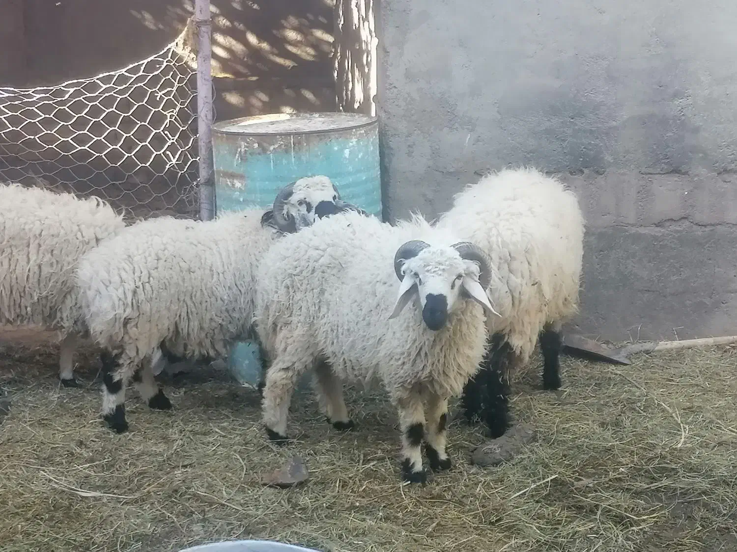 برره فروشی|حیوانات مزرعه|بم, |دیوار