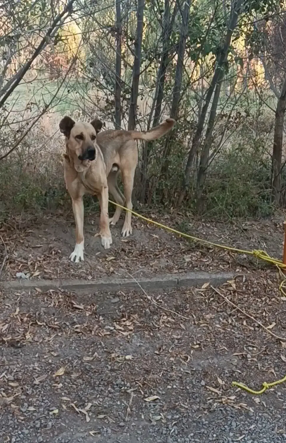 سگ سرابی نگهبان ۱۴ ماهه|سگ|سراب, |دیوار