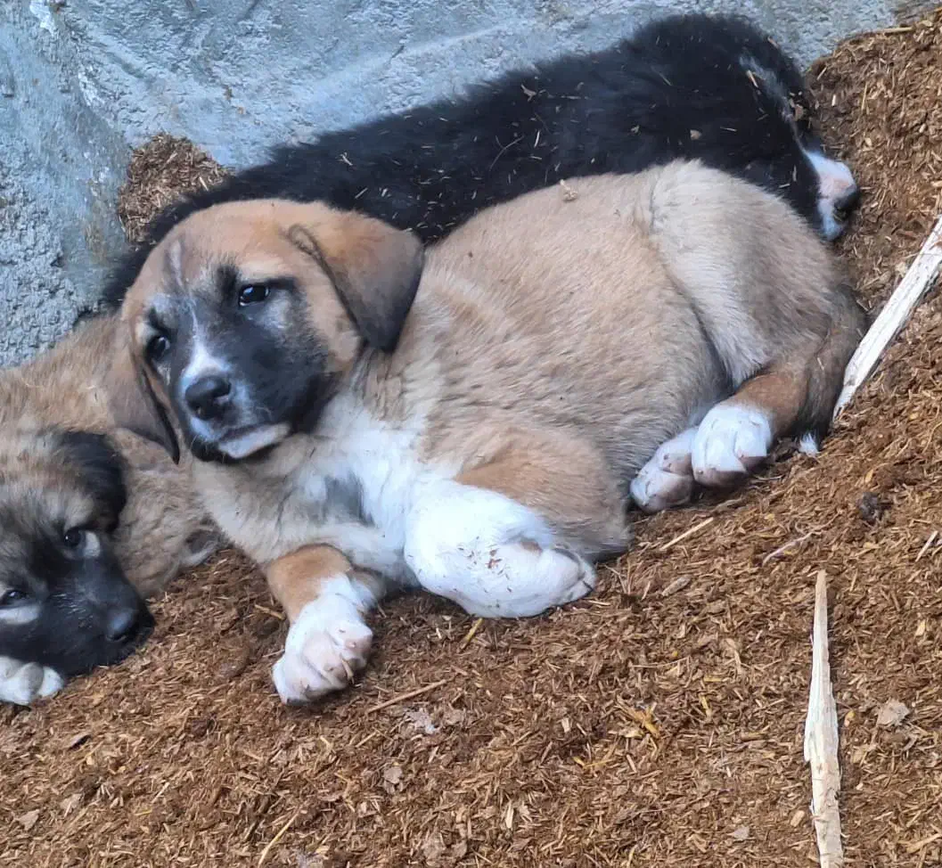 توله سگ|سگ|بافق, |دیوار